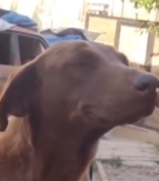 LJUBAV NA PRVI POGLED Ništa slađe nećete videti danas - ulepšaće vam dan